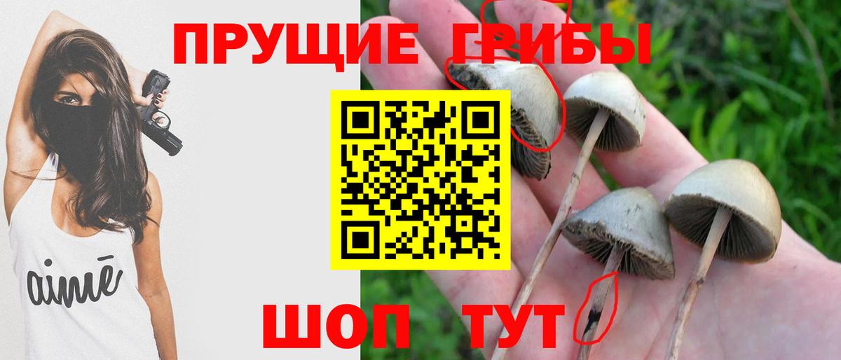 Кимовск  Псилоцибиновые грибы Psilocybe  Вход с VPN 